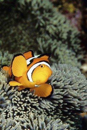 Clownfish fish