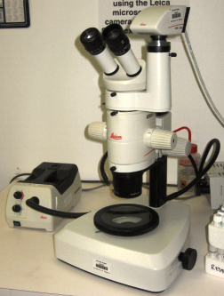 Stereomicroscope